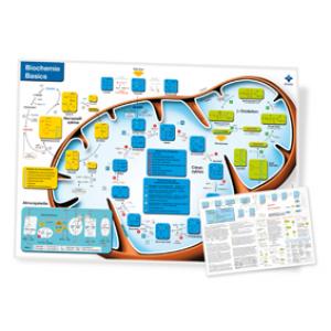 Poster  Biochemie Basics  II - en Allemand